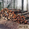 Birken-Stammholz 30-33 cm · LKW-Ladung Polen INTER WOOD