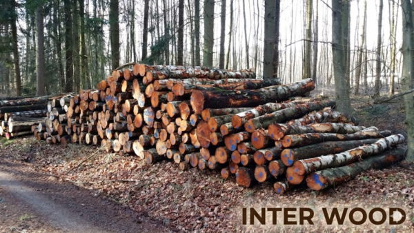 Birken-Stammholz 30-33 cm · LKW-Ladung Polen INTER WOOD