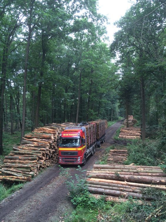 INTER WOOD Lieferung · Frei Haus DE